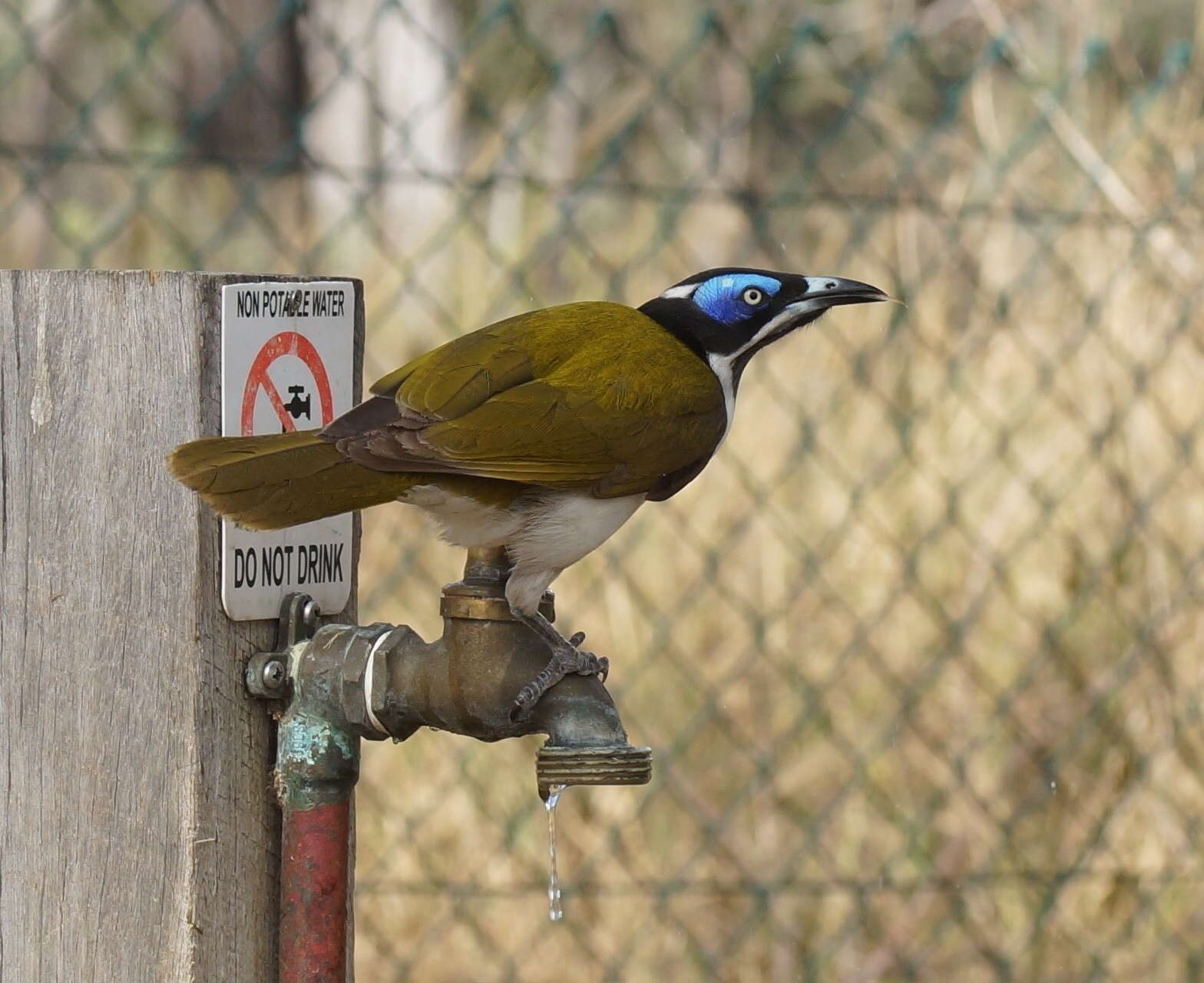 Image of Blue-faced Honeyeaters