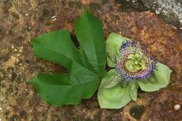 Image of Passiflora platyloba Killip