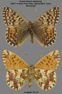 Image of Alaskan Fritillary