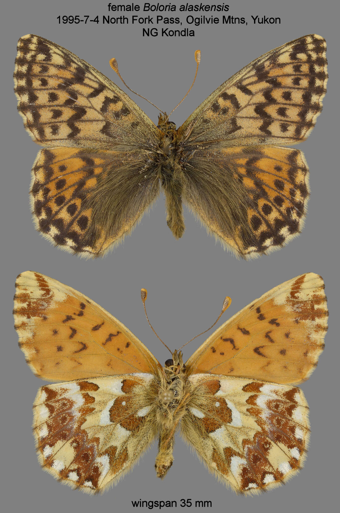 Image of Alaskan Fritillary