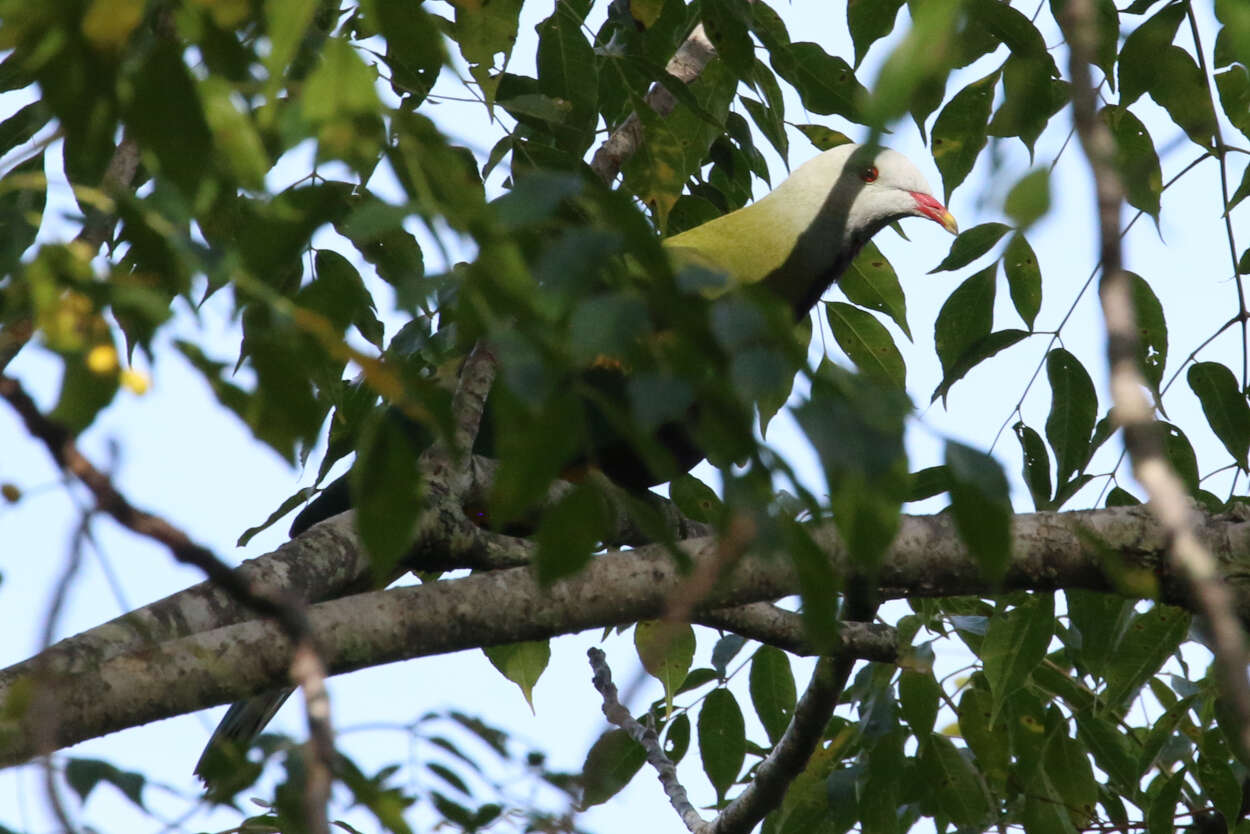 Ptilinopus magnificus (Temminck 1821)的圖片