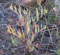 Image of Pelargonium laevigatum (L. fil.) Willd.