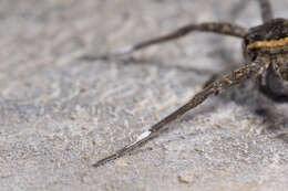 صورة Dolomedes raptor Bösenberg & Strand 1906