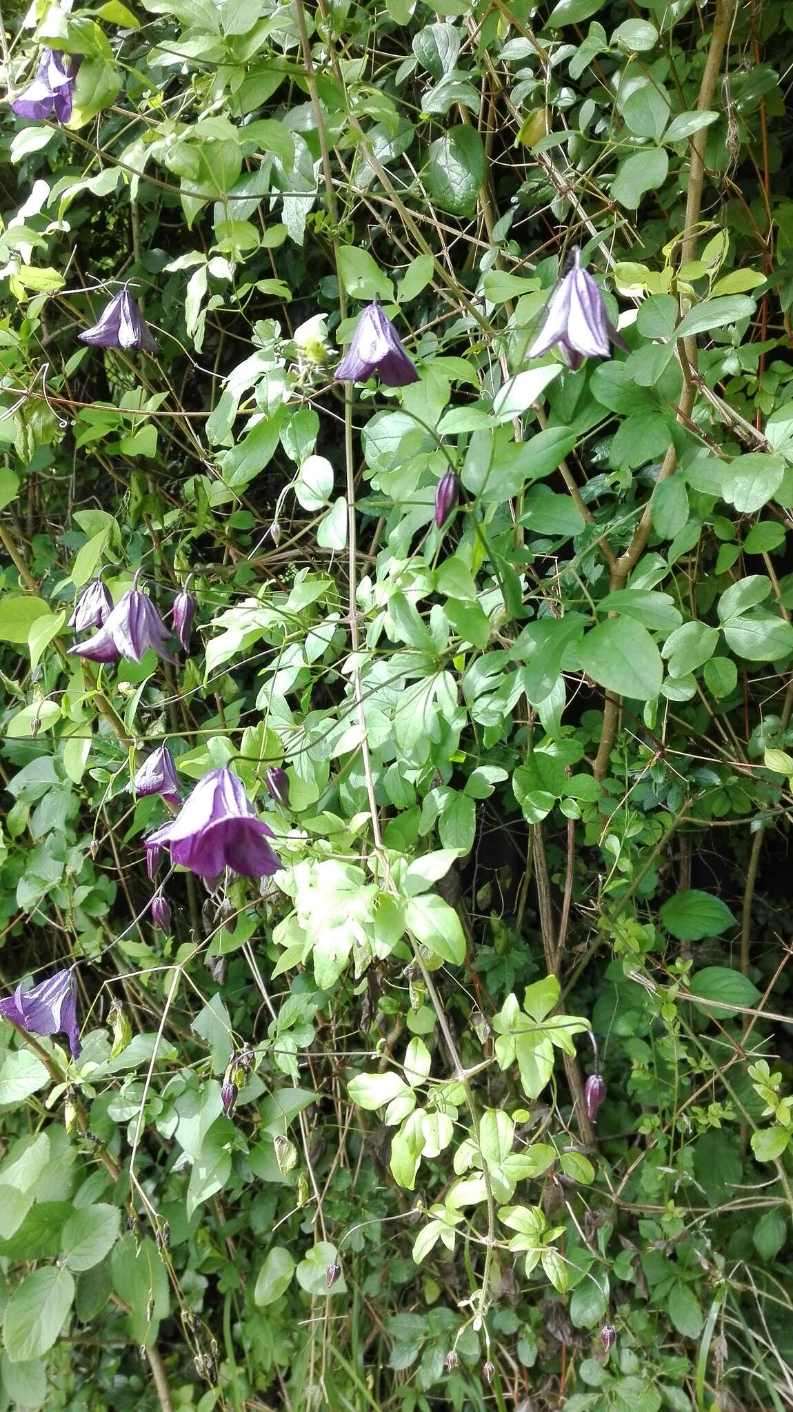 Image of Purple Clematis