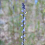 Image of blue pygmyflower