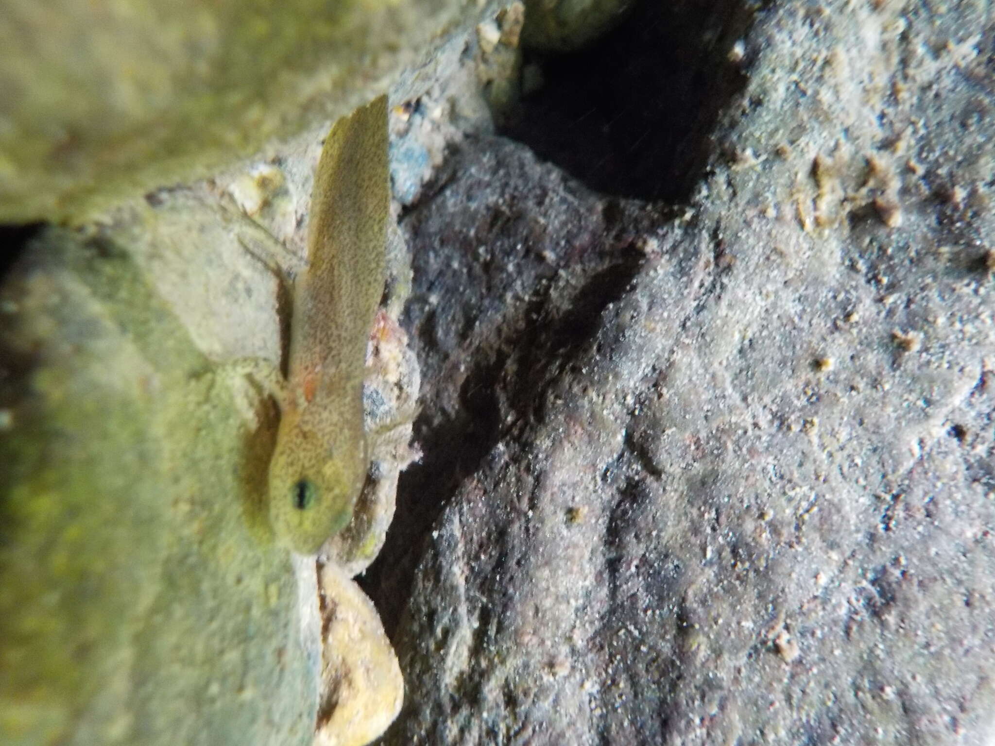 Image of Redbelly Newt