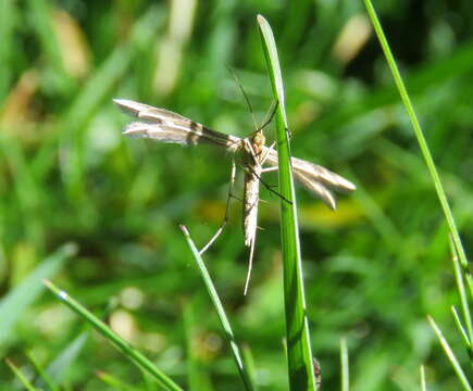 Image of <i>Pterophorus innotatalis</i>