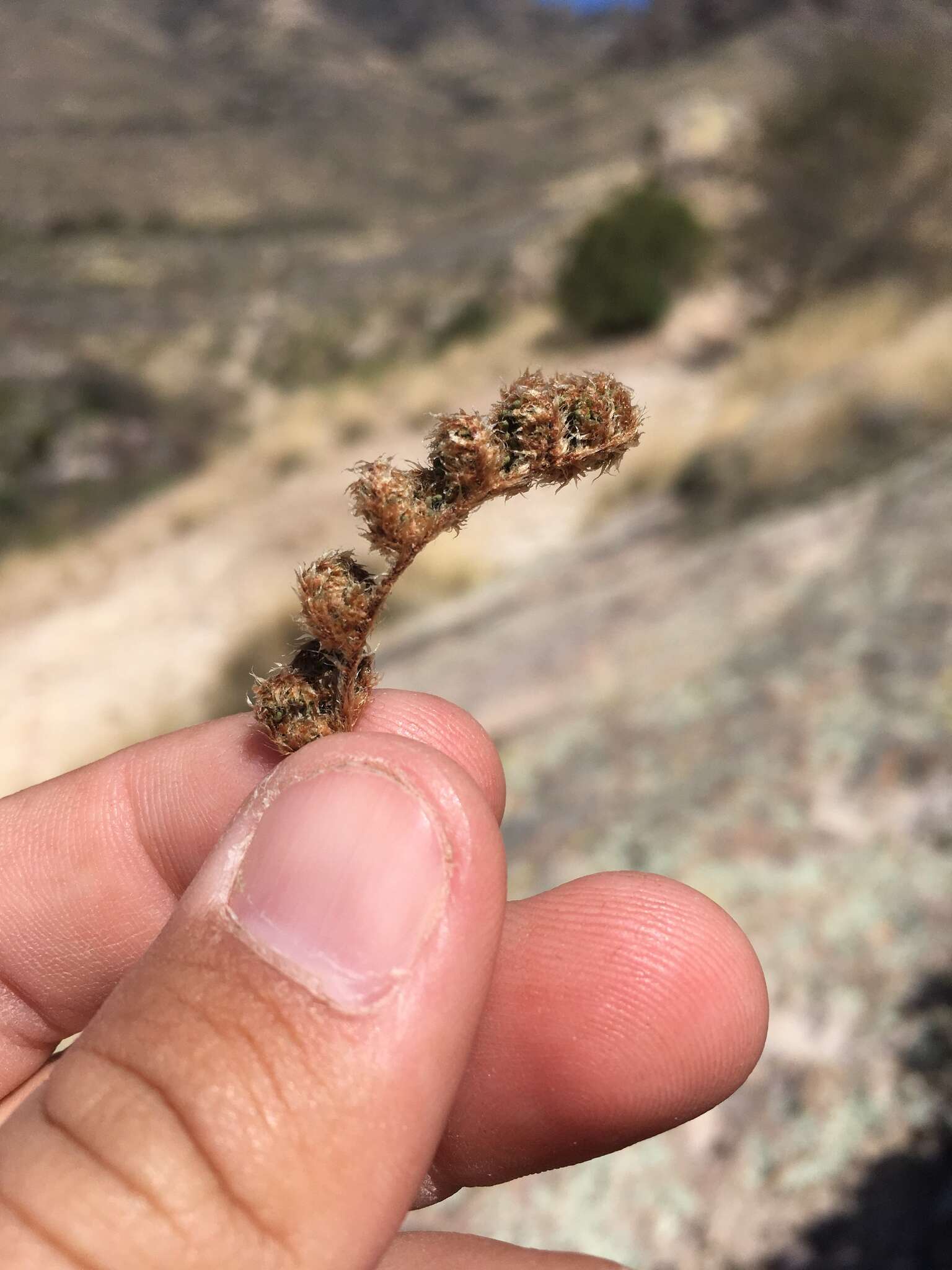 Image of beaded lipfern