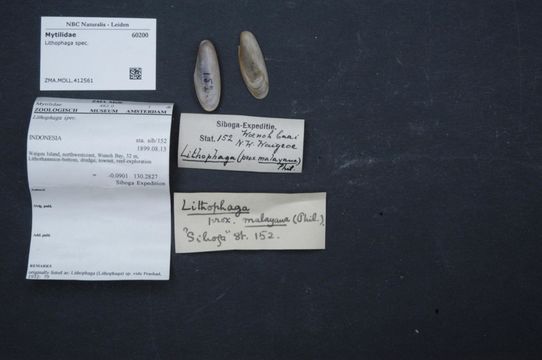 Image of date mussels