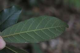 Image of Cryptocarya obovata R. Br.