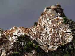 Image of Radulomyces molaris (Chaillet ex Fr.) M. P. Christ. 1960