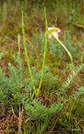 Image of Mandevilla petraea (A. St.-Hil.) Pichon