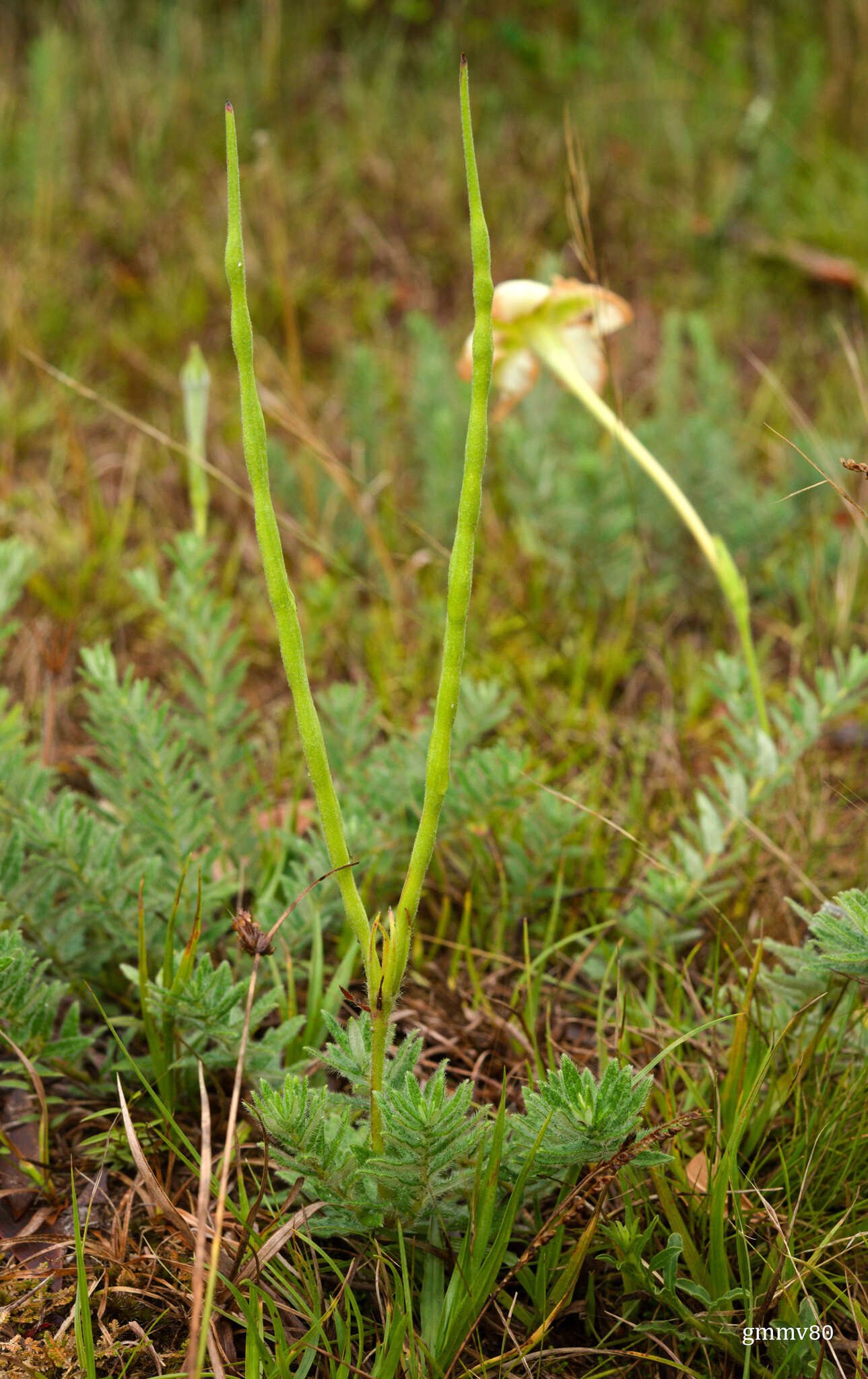 Image of Mandevilla petraea (A. St.-Hil.) Pichon