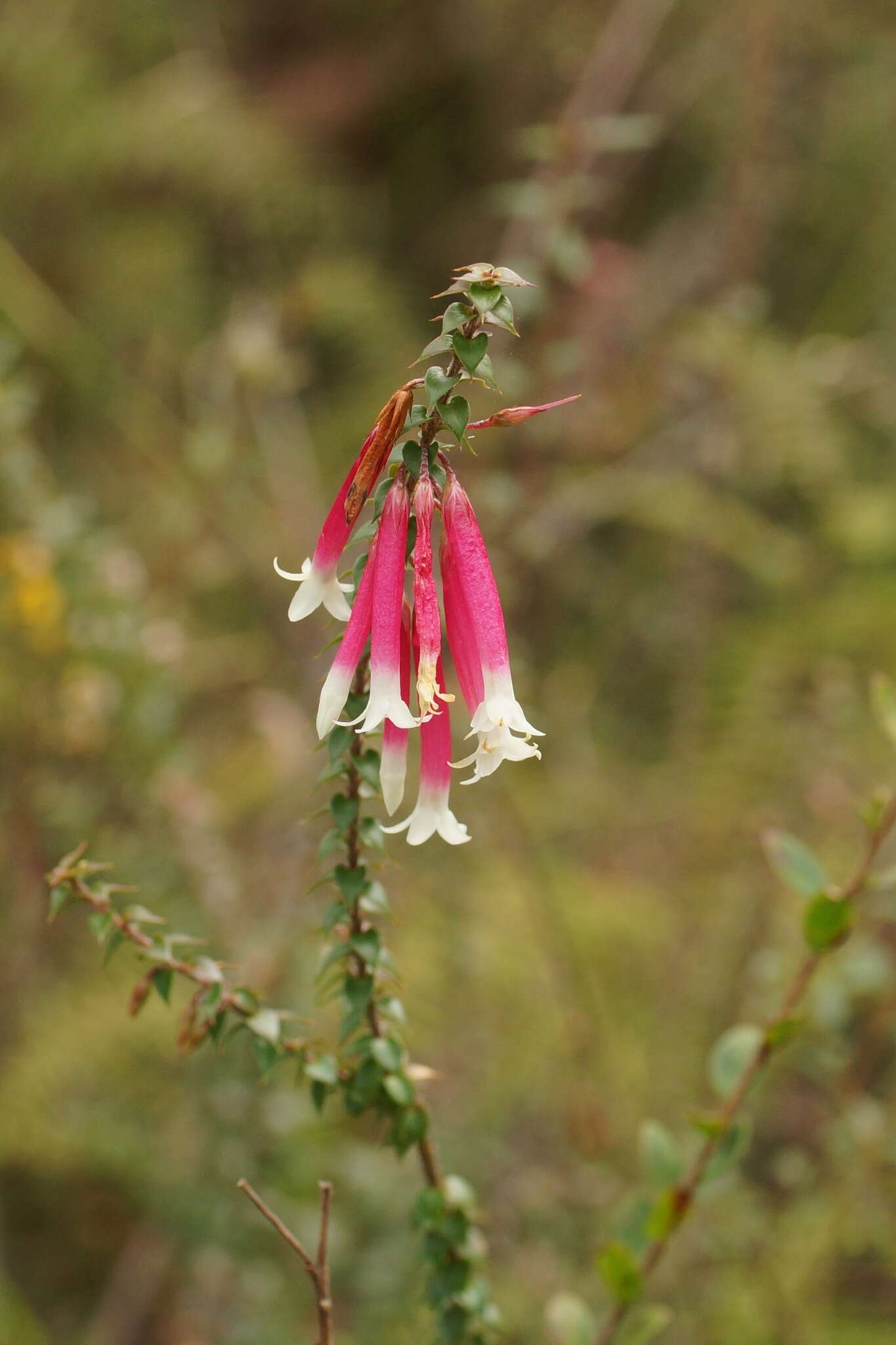 Image of Epacris longiflora Cav.