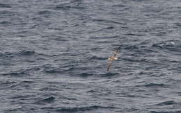Image de Albatros à queue courte