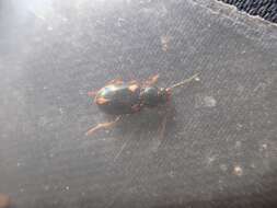 Image of Ground beetle