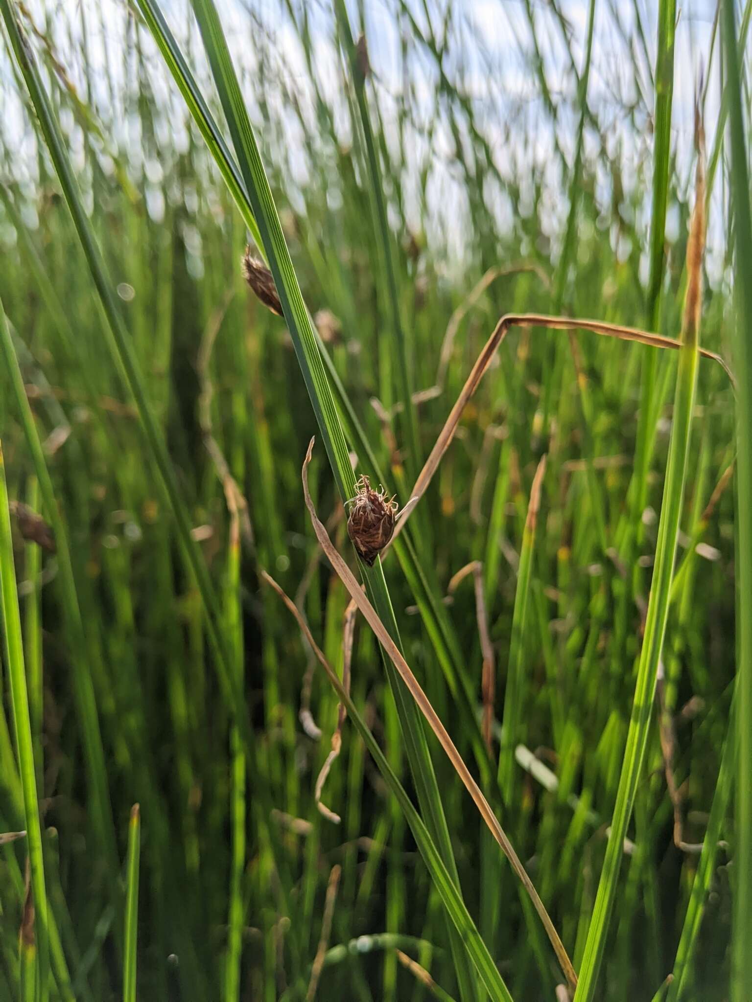 Imagem de Bolboschoenus planiculmis (F. Schmidt) T. V. Egorova