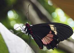 صورة Parides panares (Gray (1853))