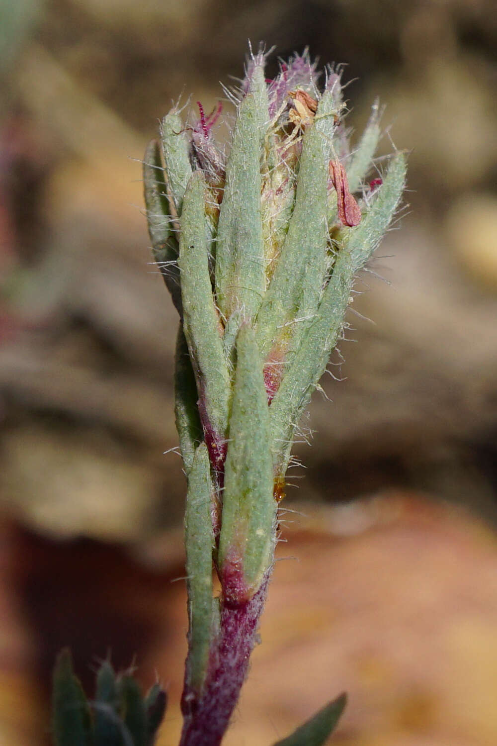 Слика од Camphorosma annua Pall.