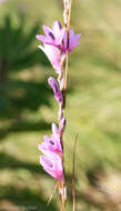 Imagem de Dierama igneum Klatt