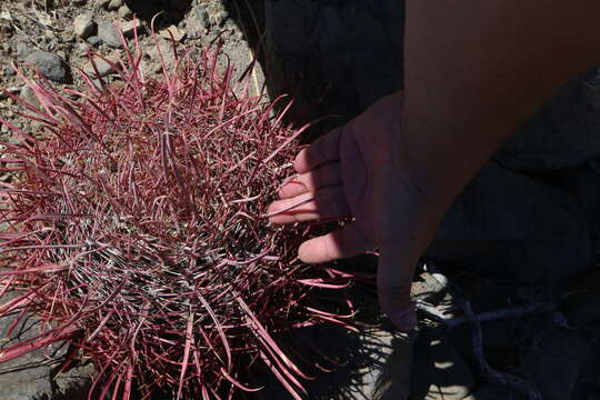 Image of Ferocactus gracilis subsp. tortulispinus