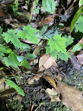 Image of Trichosanthes homophylla Hayata