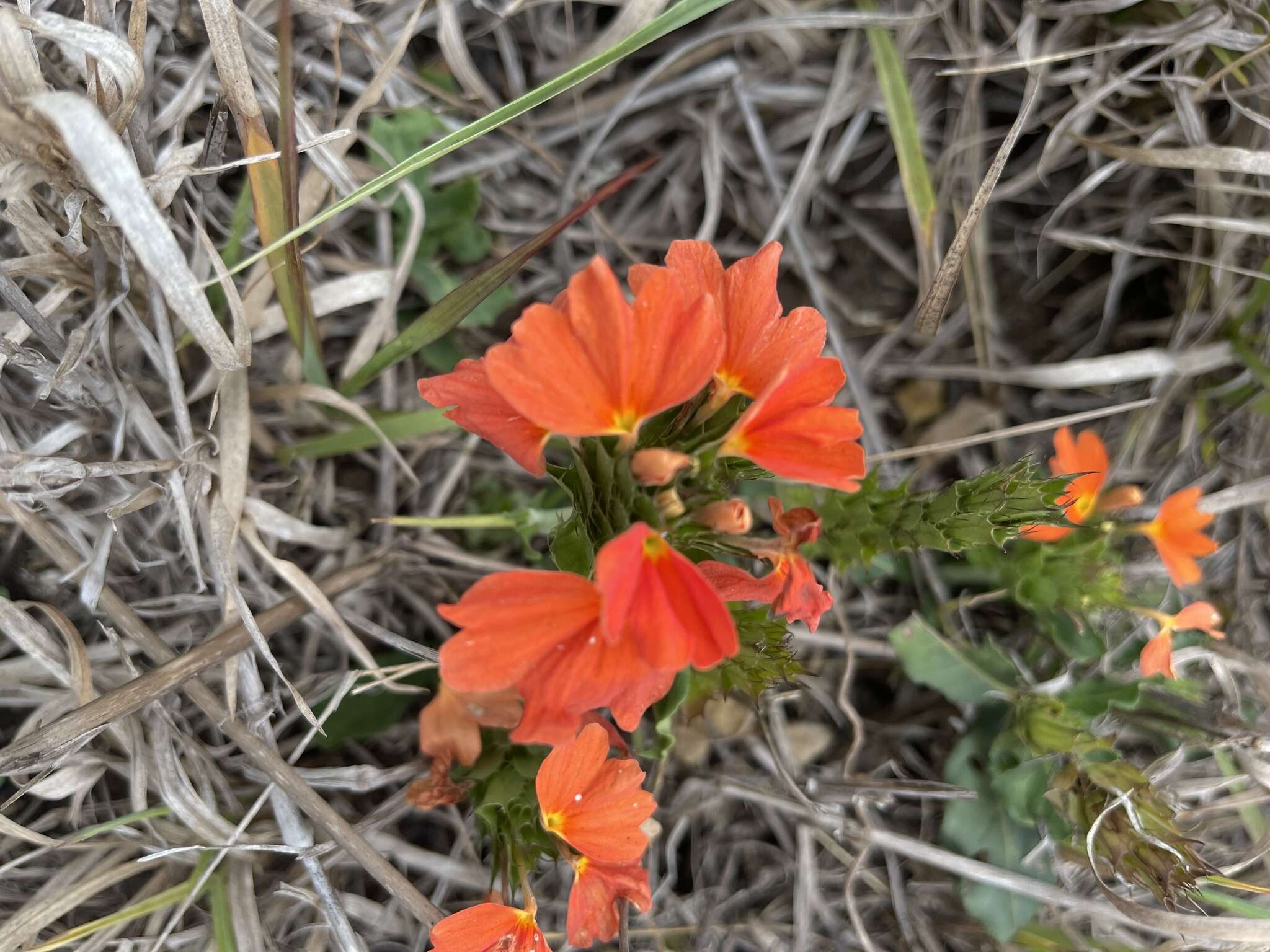 Imagem de Crossandra mucronata Lindau