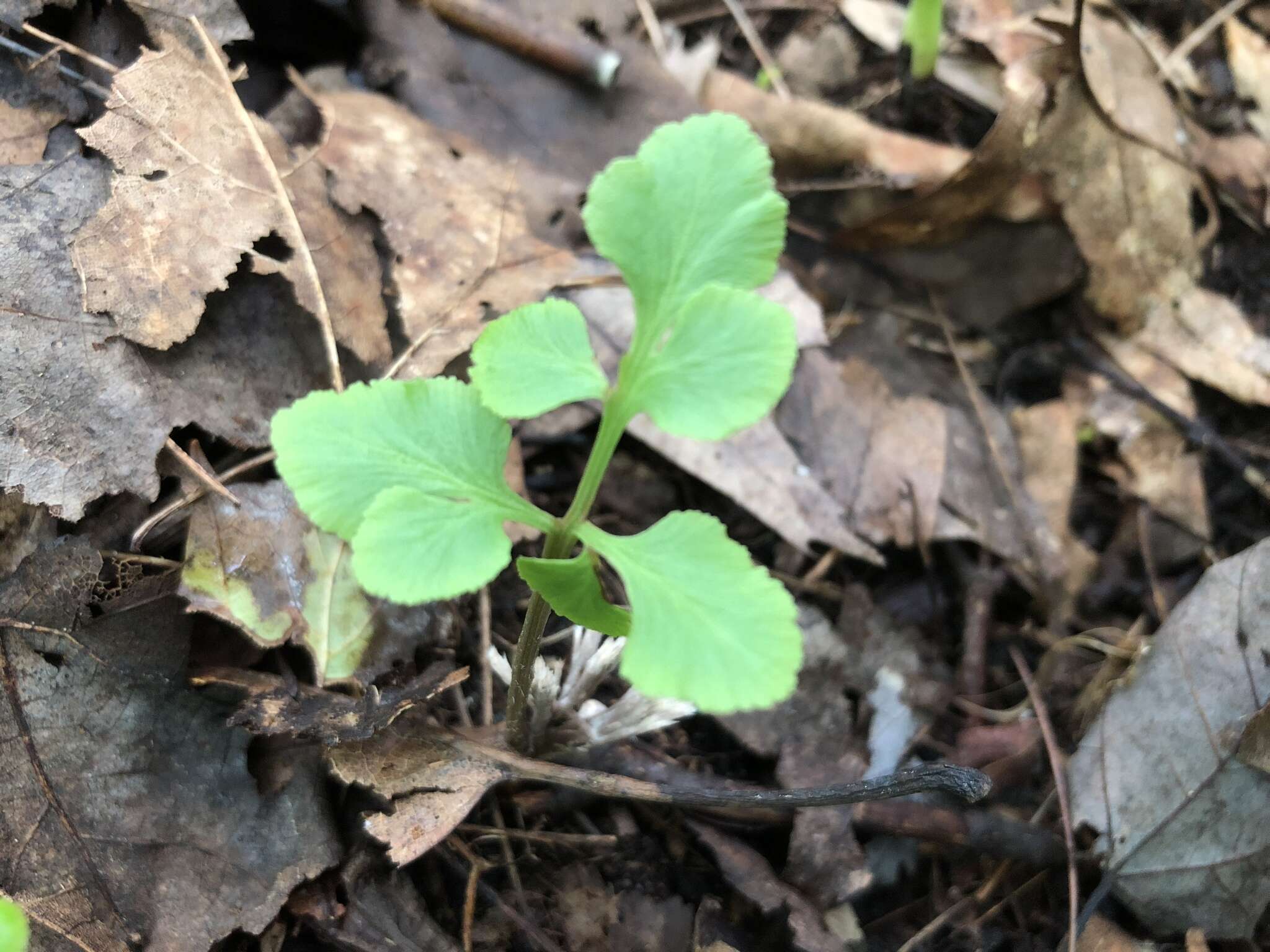 Image of bluntlobe grapefern