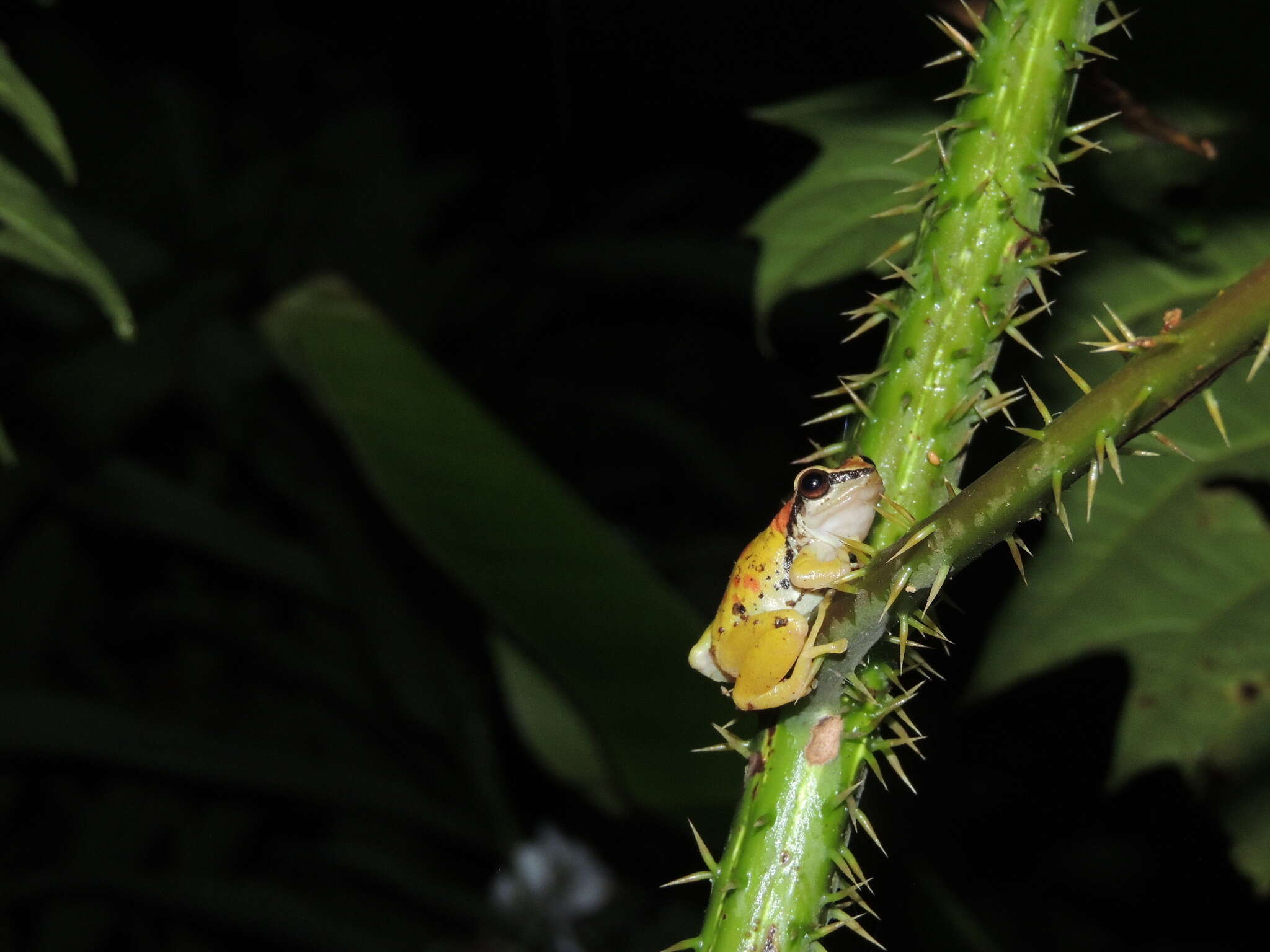 Image of Pristimantis omeviridis Ortega-Andrade, Rojas-Soto, Valencia, Espinosa de los Monteros, Morrone, Ron & Cannatella 2015