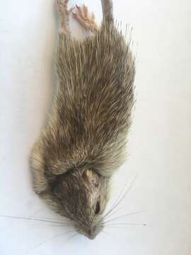 Image of San Diego pocket mouse