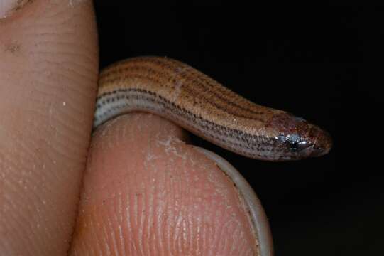 Image of Rohan's Blind Dart Skink