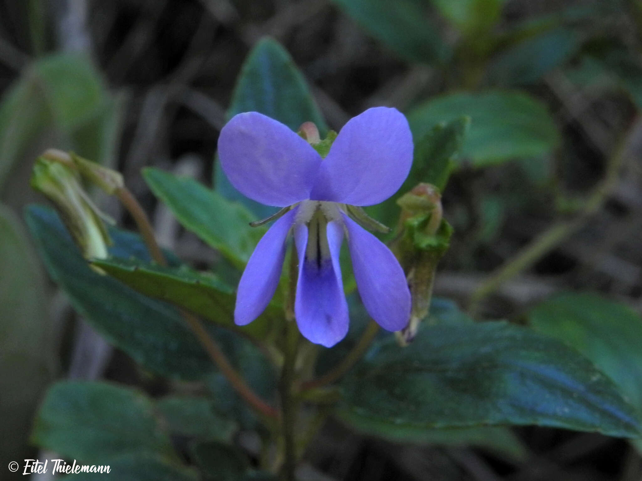 Viola portalesia C. Gay resmi