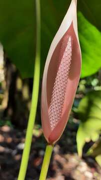 Image of Anthurium nymphaeifolium K. Koch & C. D. Bouché