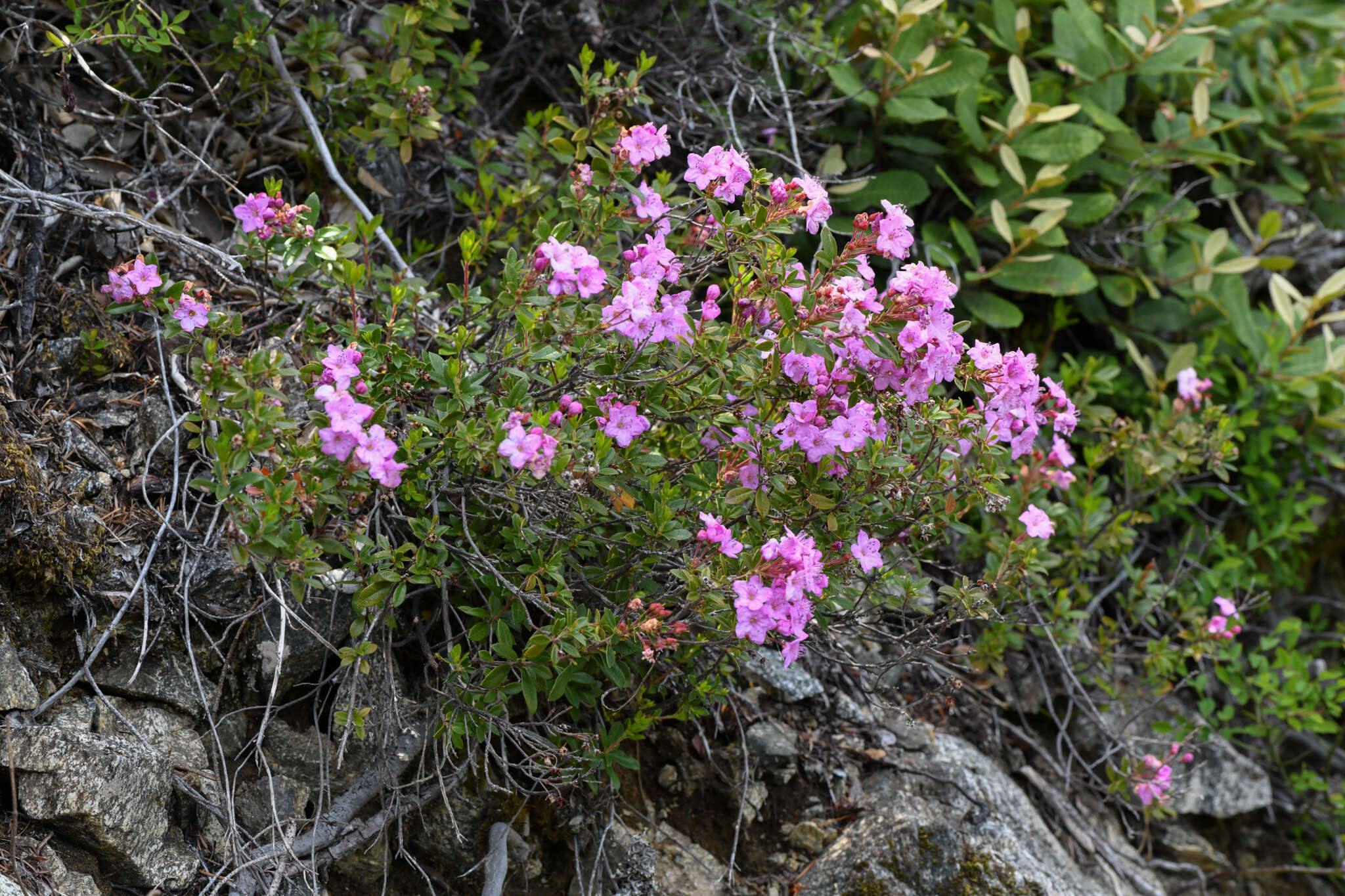 Image of North Umpqua kalmiopsis