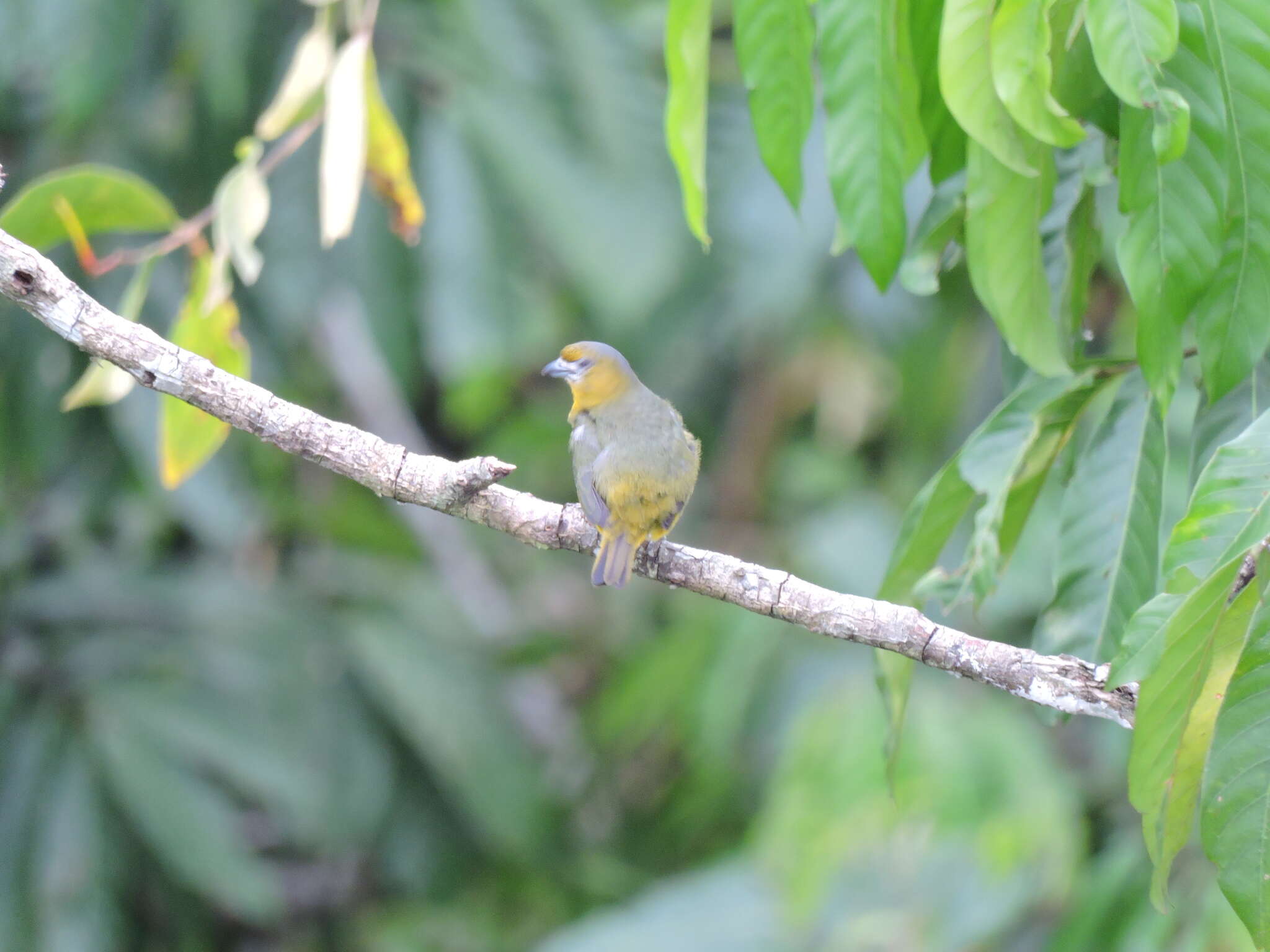 Euphonia chrysopasta Sclater, PL & Salvin 1869的圖片