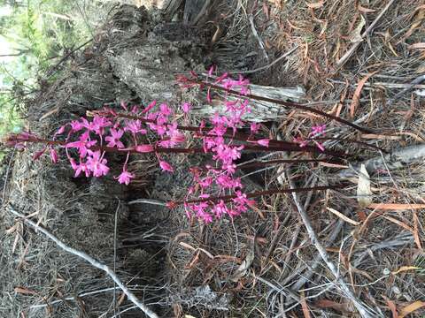 Image of pink hyacinth-orchid