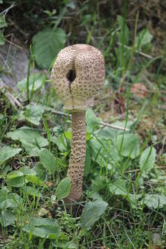 Image of Macrolepiota procera (Scop.) Singer