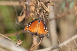 Image of Danaus (Anosia) eresimus subsp. tethys Forbes 1943