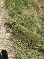 Image of jointed goatgrass