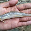 Image of Horse-faced Loach