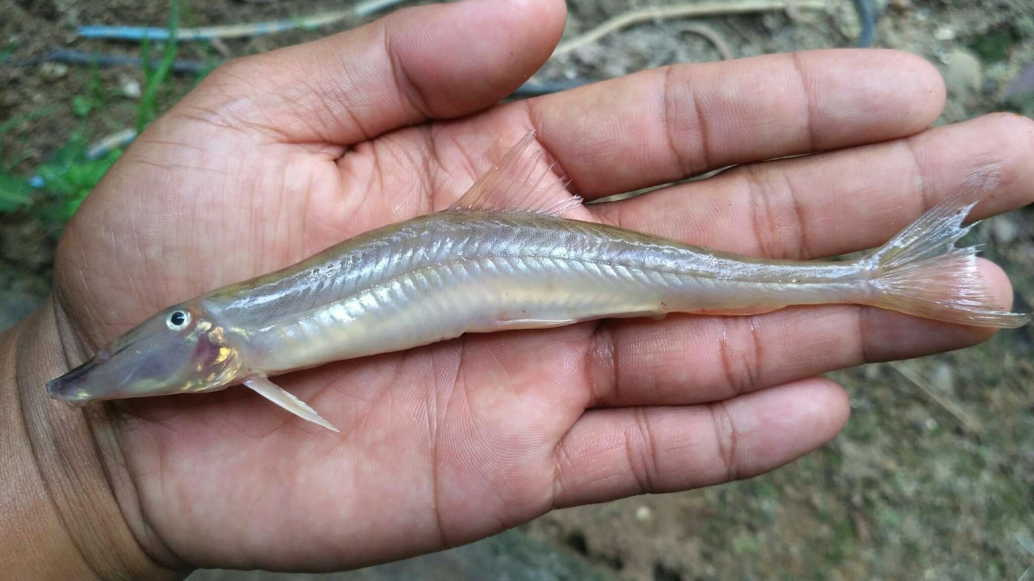 Horseface loach Encyclopedia of Life