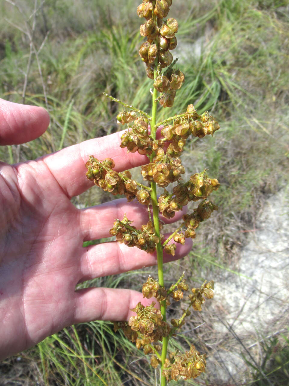 Image of devil's shoestring