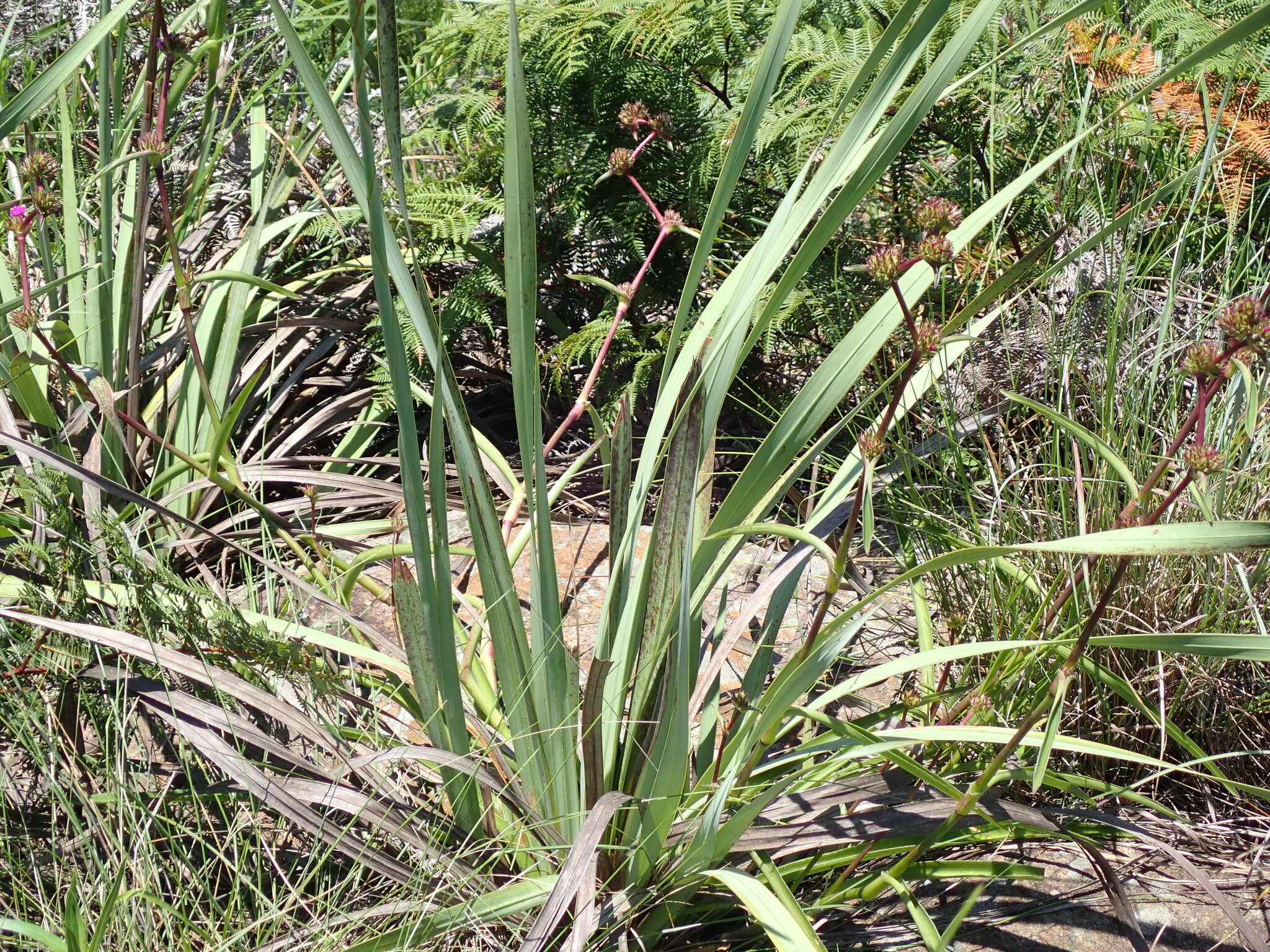 Imagem de Watsonia densiflora Baker