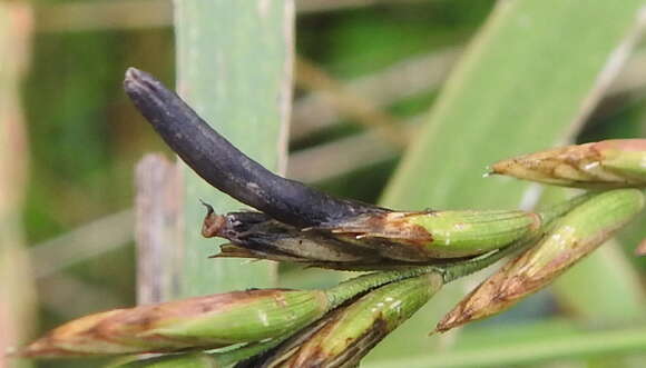 Image of Ergot