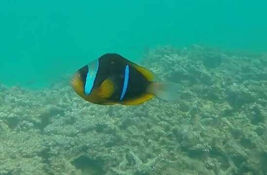 Image of Allard's clownfish