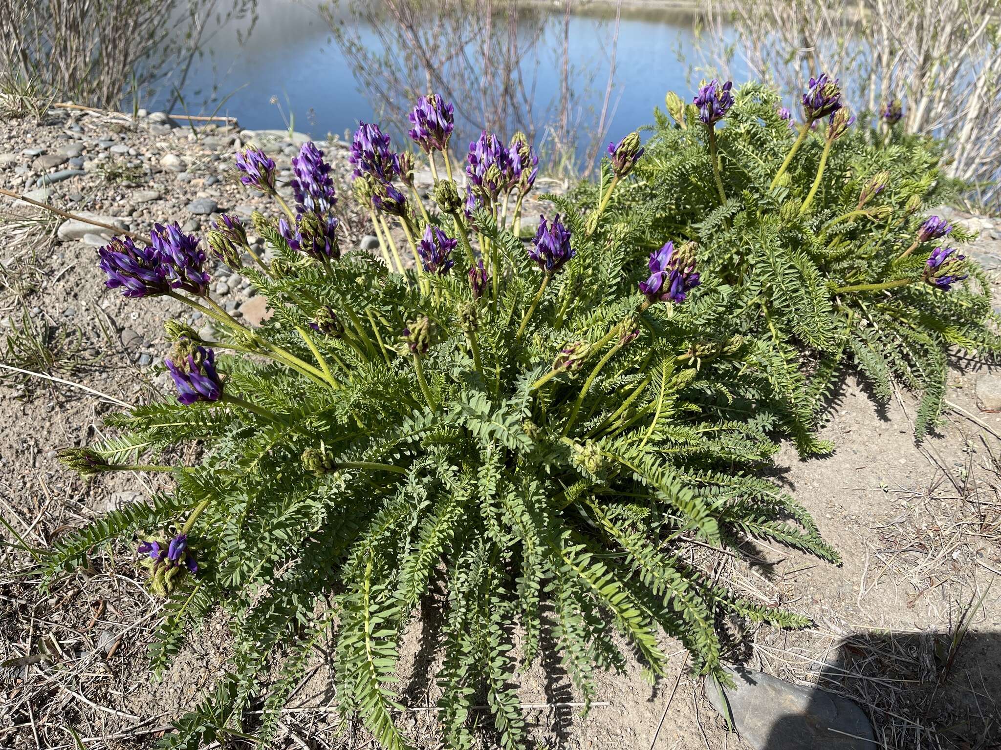 Image of Oxytropis pseudoglandulosa Grubov