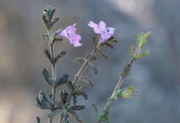 Image of Prostanthera cryptandroides subsp. euphrasioides (Benth.) B. J. Conn