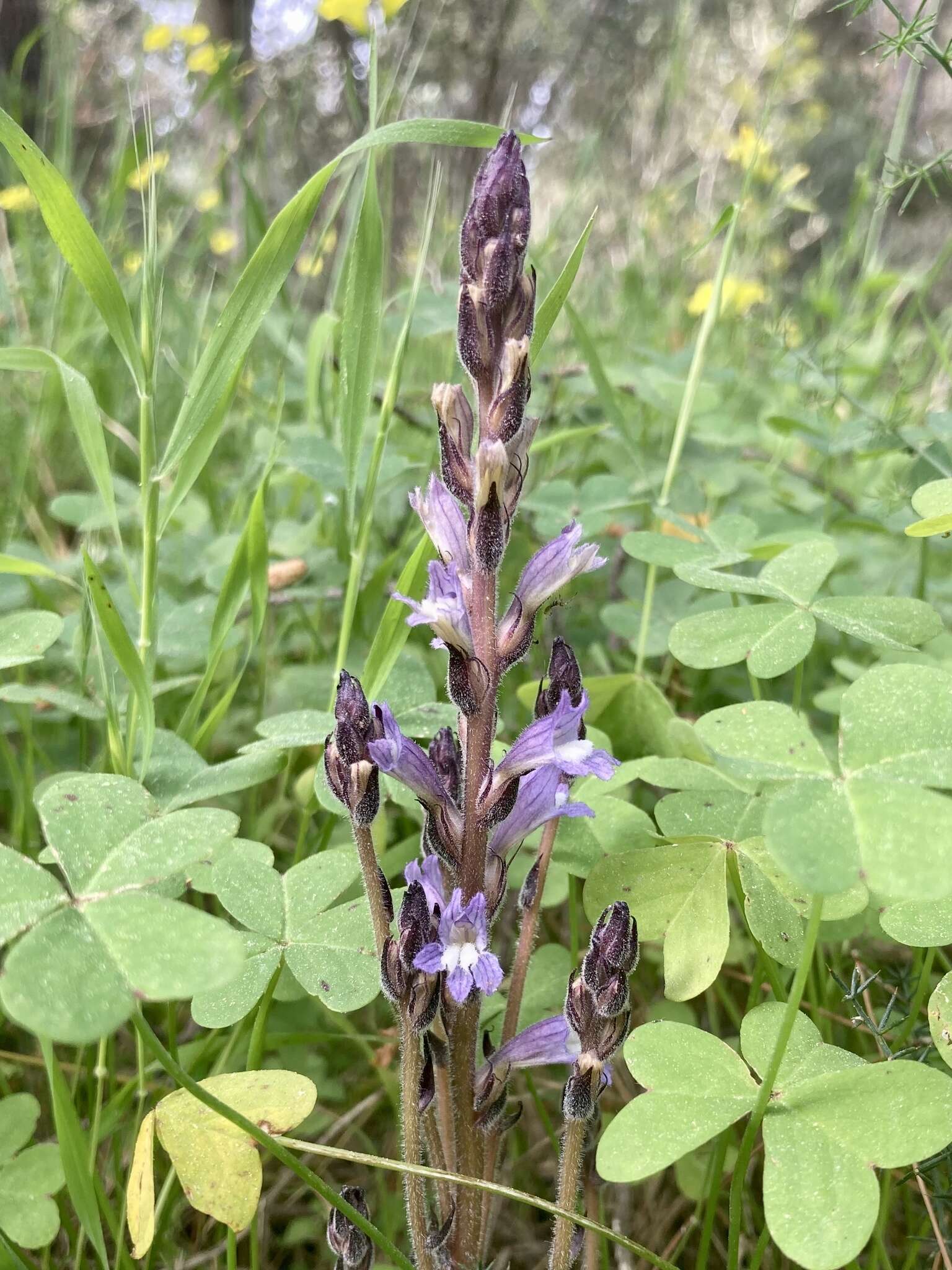 Слика од Phelipanche mutelii (F. W. Schultz) Pomel