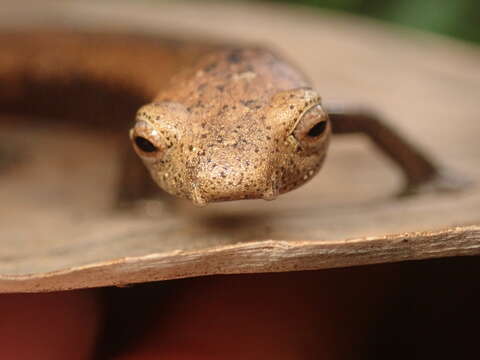 Image of Camron Mushroom-tongue Salamander