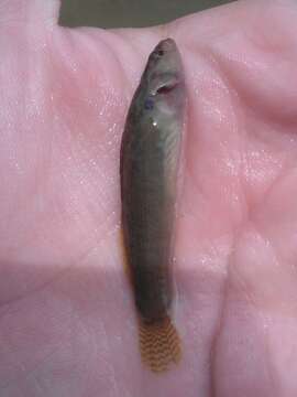 Image of Fantail Darter